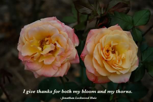 i-give-thanks-for-both-my-bloom-and-my-throns
